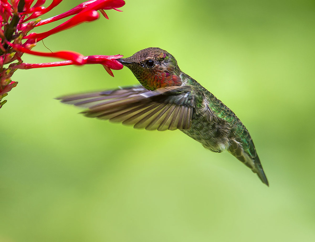 Colibrí
