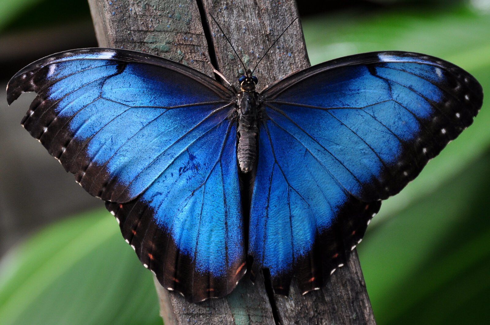 Mariposa Morpho azul