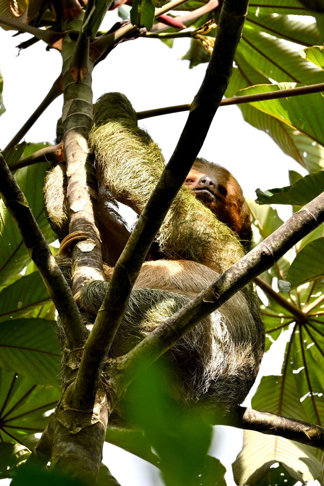 Perezoso costarricense